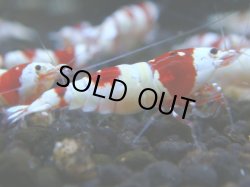 画像1: 002　R 【KOREA MAX！】ニューブリーダーAwsomeのレッドビー【SECOND】