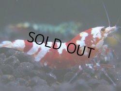 画像1: 199　R 【KOREA MAX！】新種系色々MIXお宝コスパ100連発！【SECOND】