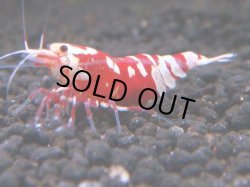 画像1: 096　R 【KOREA MAX！】オールKOREA！人気のレッドファンシータイガー【SECOND】