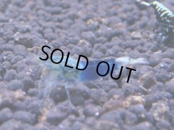 画像1: 278 R 【KOREA MAX！】新人初登場！ウルトラコスパならアユチャンス！【SECOND】