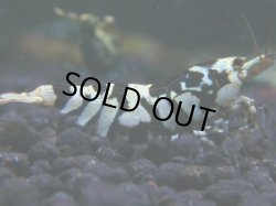 画像1: 124　R 【KOREA MAX！】新種系色々MIXお宝コスパ100連発！【SECOND】