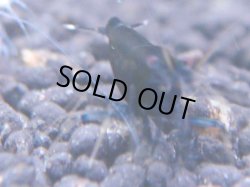 画像1: 228　R 【KOREA MAX！】コスパMAXミポリンフラッシュ！【SECOND】