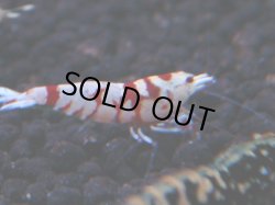 画像1: 297 R 【KOREA MAX！】新人初登場！ウルトラコスパならアユチャンス！【SECOND】