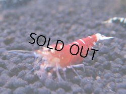 画像1: 275 R 【KOREA MAX！】新人初登場！ウルトラコスパならアユチャンス！【SECOND】