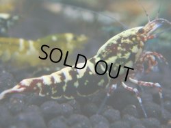 画像1: 107　R 【KOREA MAX！】新種系色々MIXお宝コスパ100連発！【SECOND】