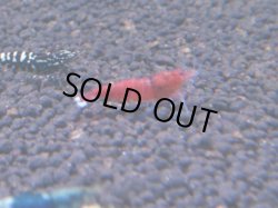 画像1: 287 R 【KOREA MAX！】新人初登場！ウルトラコスパならアユチャンス！【SECOND】