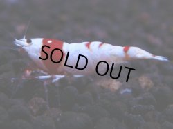 画像1: 371　H【KOREA MAX！】超人気！ウルトラレッド【SECOND】