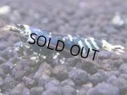 画像1: 452　K【KOREA MAX！】パープル！【SECOND】