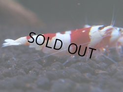 画像1: 383　H【KOREA MAX！】ハイグレード血統！HY shrimp【SECOND】