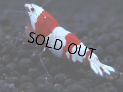 画像1: 346　H【KOREA MAX！】バンドハイグレード！三好池のトシ【SECOND】