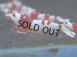 画像1: 336　H【KOREA MAX！】コスパMAX！ウルトラノンブラ【SECOND】