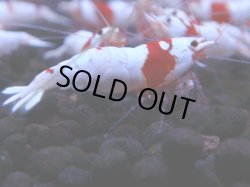 画像1: 372　H【KOREA MAX！】超人気！ウルトラレッド【SECOND】