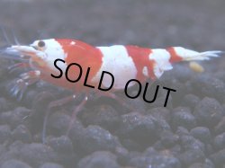 画像1: 347　H【KOREA MAX！】バンドハイグレード！三好池のトシ【SECOND】