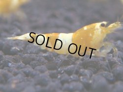 画像1: 474　K【KOREA MAX！】CGS！【SECOND】