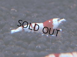 画像1: 337　H【KOREA MAX！】コスパMAX！ウルトラノンブラ【SECOND】