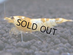 画像1: 471　K【KOREA MAX！】CGS！【SECOND】