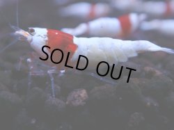 画像1: 376　H【KOREA MAX！】超人気！ウルトラレッド【SECOND】