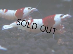 画像1: 381　H【KOREA MAX！】ハイグレード血統！HY shrimp【SECOND】