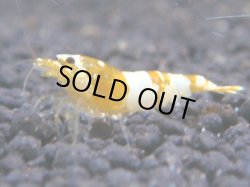 画像1: 477　K【KOREA MAX！】CGS！【SECOND】