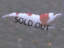 画像1: 369　H【KOREA MAX！】超人気！ウルトラレッド【SECOND】