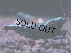 画像1: 422　K【KOREA MAX！】コスパMAX！BMGミドルお宝【SECOND】