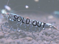 画像1: 403　K【KOREA MAX！】コスパMAX！BMGミドルお宝【SECOND】