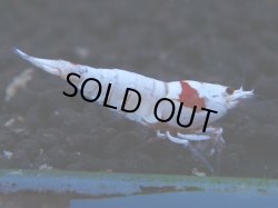 画像1: 333　H【KOREA MAX！】コスパMAX！ウルトラノンブラ【SECOND】