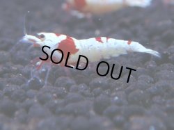 画像1: 330　H【KOREA MAX！】コスパMAX！ウルトラノンブラ【SECOND】