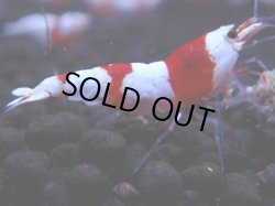 画像1: 378　H【KOREA MAX！】超人気！ウルトラレッド【SECOND】