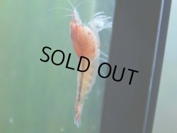 画像1: 486　A【KOREA MAX！】GOLD EYE【SECOND】