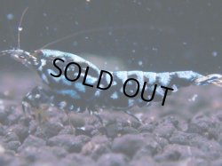 画像1: 432　K【KOREA MAX！】コスパMAX！BMGミドルお宝【SECOND】