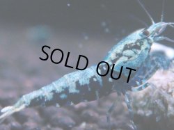 画像1: 436　K【KOREA MAX！】コスパMAX！BMGミドルお宝【SECOND】