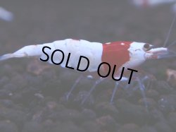 画像1: 351　H【KOREA MAX！】超人気！ウルトラレッド【SECOND】