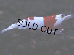 画像1: 363　H【KOREA MAX！】超人気！ウルトラレッド【SECOND】