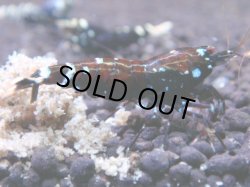 画像1: 451　K【KOREA MAX！】パープル！【SECOND】