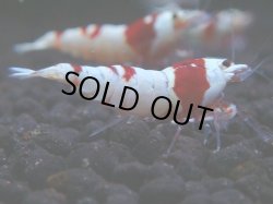 画像1: 386　H【KOREA MAX！】ハイグレード血統！HY shrimp【SECOND】