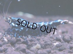 画像1: 405　K【KOREA MAX！】コスパMAX！BMGミドルお宝【SECOND】