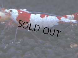 画像1: 334　H【KOREA MAX！】コスパMAX！ウルトラノンブラ【SECOND】