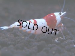 画像1: 391　H【KOREA MAX！】ハイグレード血統！HY shrimp【SECOND】