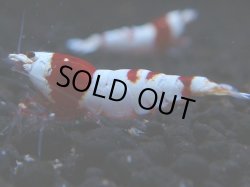 画像1: 387　H【KOREA MAX！】ハイグレード血統！HY shrimp【SECOND】