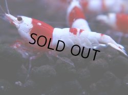 画像1: 357　H【KOREA MAX！】超人気！ウルトラレッド【SECOND】