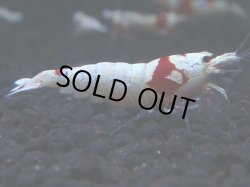 画像1: 321　H【KOREA MAX！】コスパMAX！ウルトラノンブラ【SECOND】