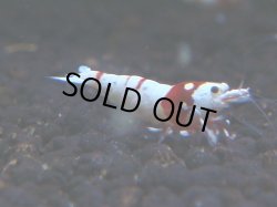 画像1: 399　H【KOREA MAX！】ハイグレード血統！HY shrimp【SECOND】