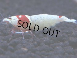 画像1: 304　H【KOREA MAX！】コスパMAX！ウルトラノンブラ【SECOND】