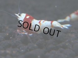 画像1: 325　H【KOREA MAX！】コスパMAX！ウルトラノンブラ【SECOND】