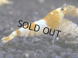 画像1: 478　K【KOREA MAX！】CGS！【SECOND】