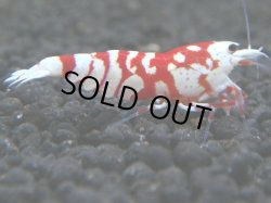 画像1: 495　A【KOREA MAX！】ECOPIA RFT種親【SECOND】