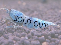 画像1: 463　C【KOREA MAX！】ターコイズフルサイズ♀【SECOND】