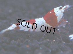 画像1: 306　H【KOREA MAX！】コスパMAX！ウルトラノンブラ【SECOND】