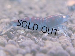 画像1: 487　A【KOREA MAX！】GOLD EYE【SECOND】